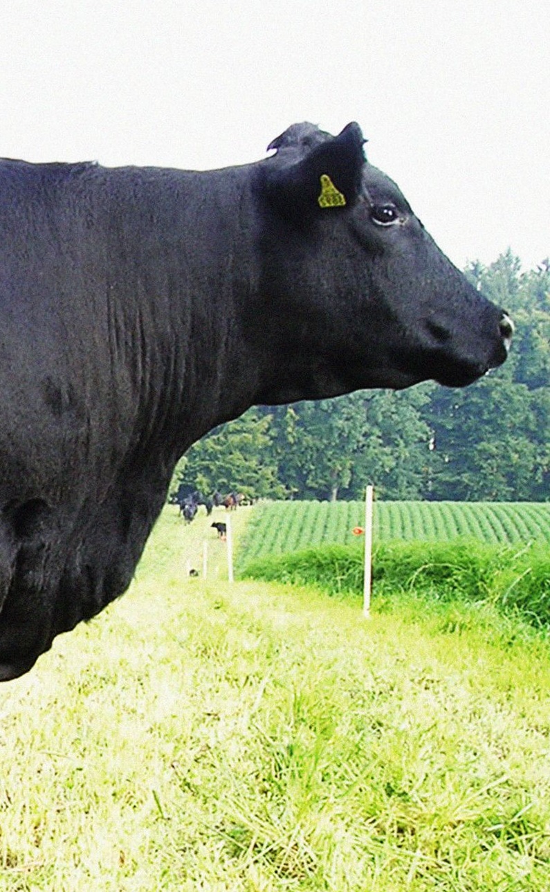 Black Angus