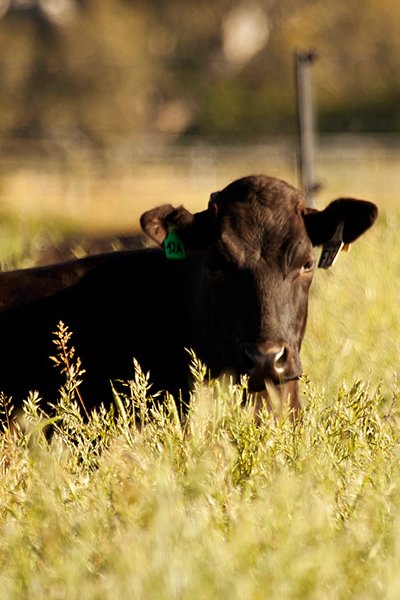 Wagyu Blackmore