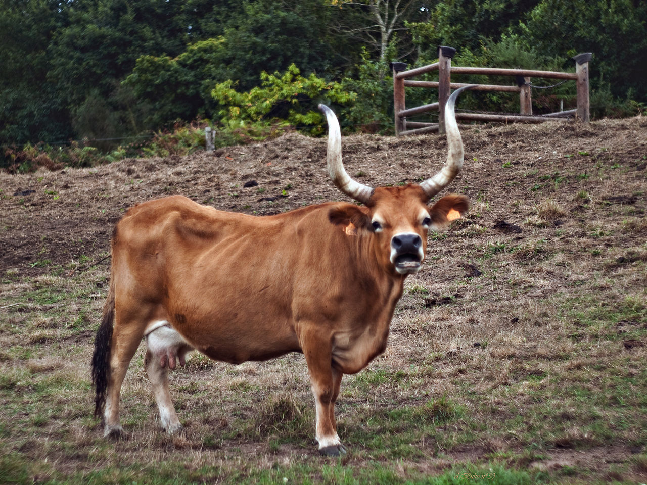 Cachena