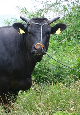 Boeuf Wagyu